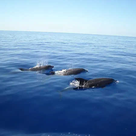 Jardim Atlantico 4* برازيريس