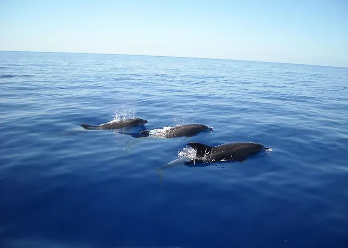 Jardim Atlantico 4* Prazeres